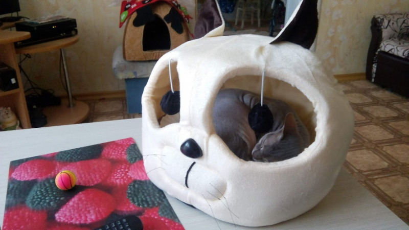 Кошки в нашей жизни. Кошки и все, что с ними связано.