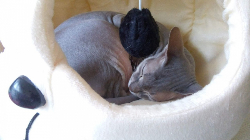 Кошки в нашей жизни. Кошки и все, что с ними связано.