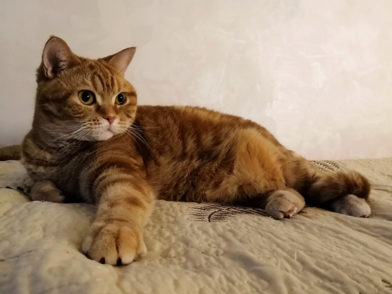 Кошки в нашей жизни. Кошки и все, что с ними связано.