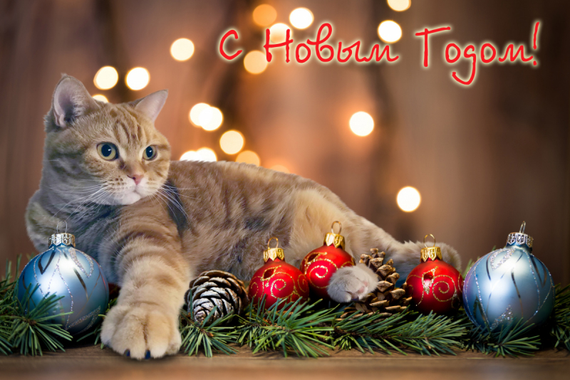 Кошки в нашей жизни. Кошки и все, что с ними связано.