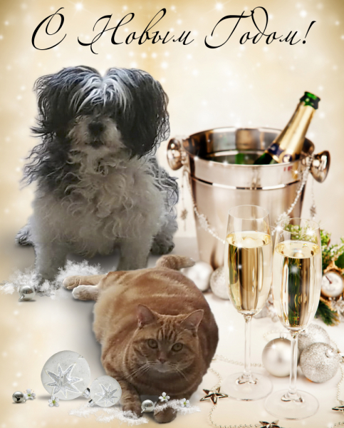 Кошки в нашей жизни. Кошки и все, что с ними связано.