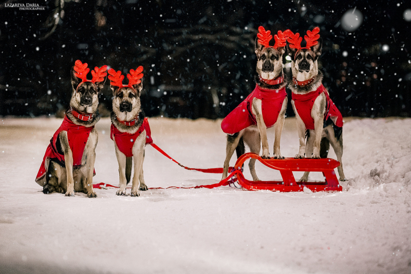 Кошки в нашей жизни. Кошки и все, что с ними связано.