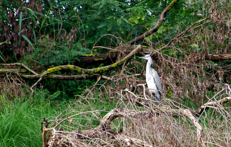 Из Воронежа через Западную Украину в Румынию - Болгарию - Дельту Дуная - Одессу