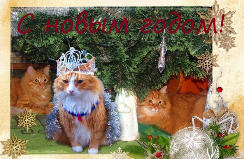 Кошки в нашей жизни. Кошки и все, что с ними связано.