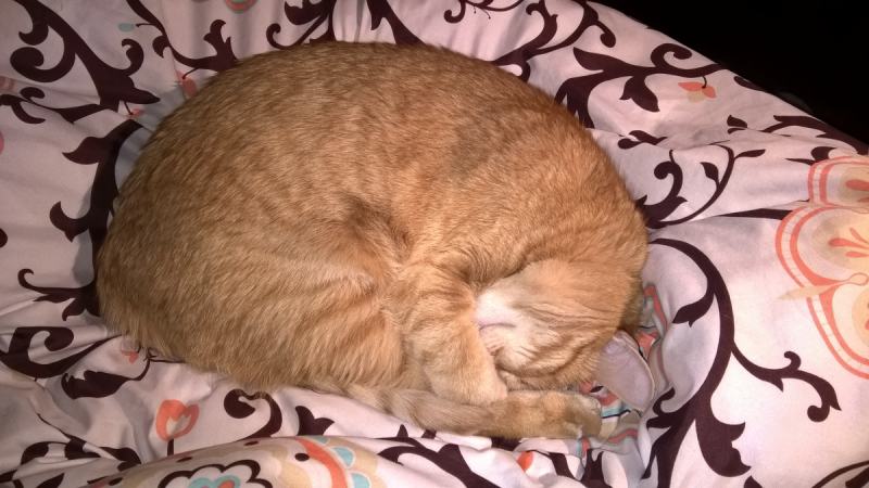 Кошки в нашей жизни. Кошки и все, что с ними связано.