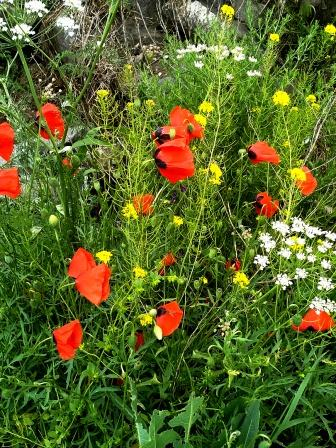 Одноэтажная Армения.