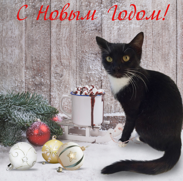 Тратата, мы везём с собой кота, и ещё с собой кота, и ещё собаку (авто, Европа, 30000 км)