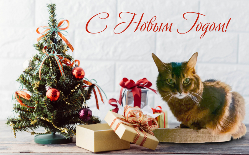 Тратата, мы везём с собой кота, и ещё с собой кота, и ещё собаку (авто, Европа, 30000 км)