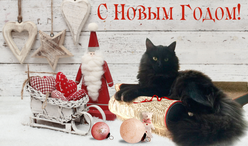 Тратата, мы везём с собой кота, и ещё с собой кота, и ещё собаку (авто, Европа, 30000 км)