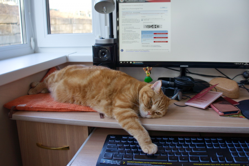 Кошки в нашей жизни. Кошки и все, что с ними связано.