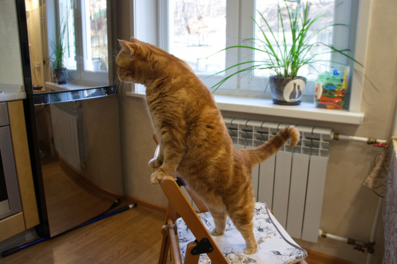 Кошки в нашей жизни. Кошки и все, что с ними связано.