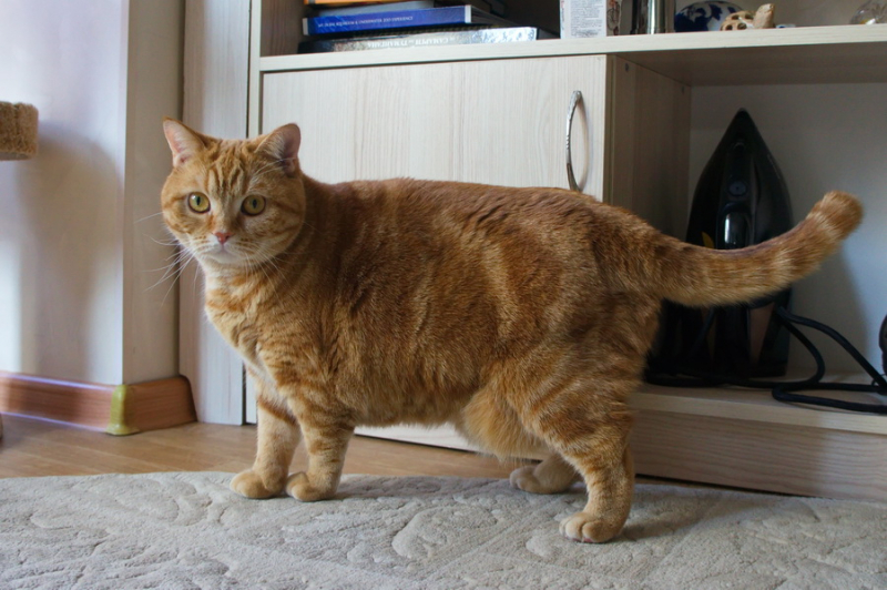 Кошки в нашей жизни. Кошки и все, что с ними связано.