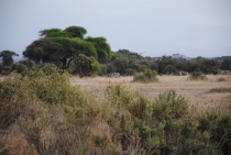 Цвета кенийской пыли: Amboseli, Nakuru, Masai Mara, Naivasha