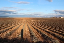 Поле лаванды, Прованс