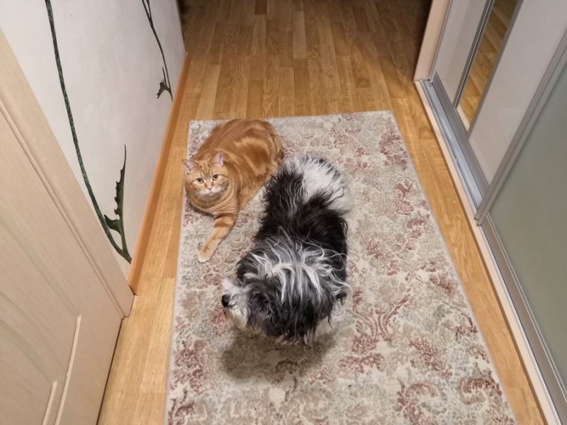 Кошки в нашей жизни. Кошки и все, что с ними связано.