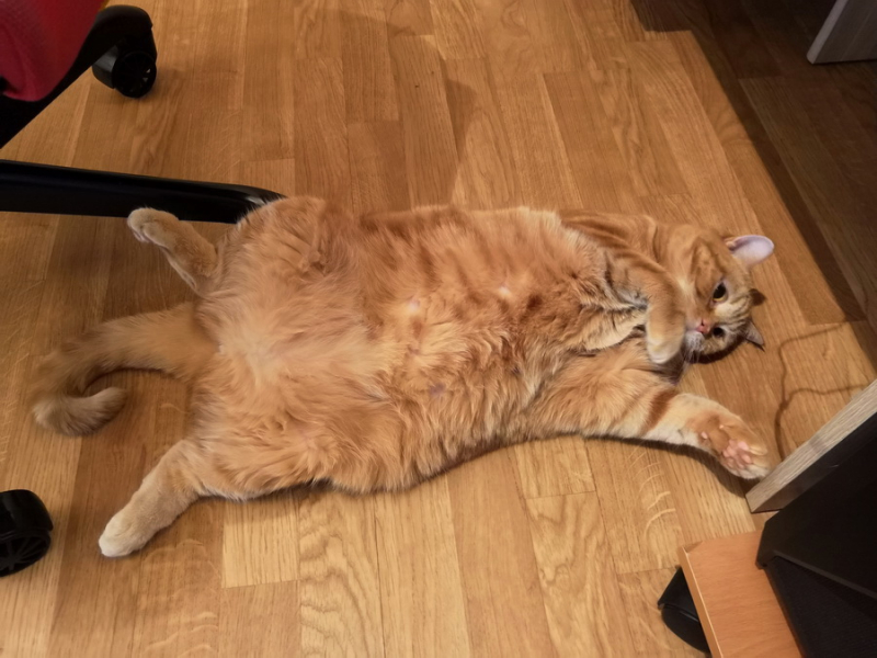 Кошки в нашей жизни. Кошки и все, что с ними связано.