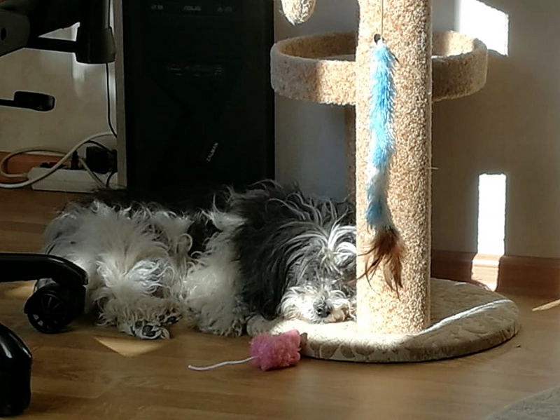 Кошки в нашей жизни. Кошки и все, что с ними связано.