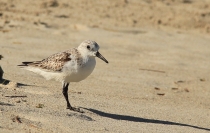 Животные Кубы. Немного. Ноябрь 2011