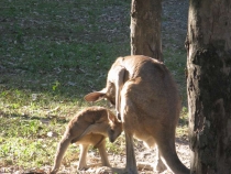 Другая планета - Австралия (конец мая-начало июня 2010).