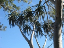 Другая планета - Австралия (конец мая-начало июня 2010).