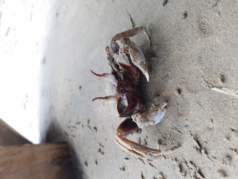 Унаватуна (Шри-Ланка): отели, апартаменты, где жить — отзывы, бронирование с картой РФ