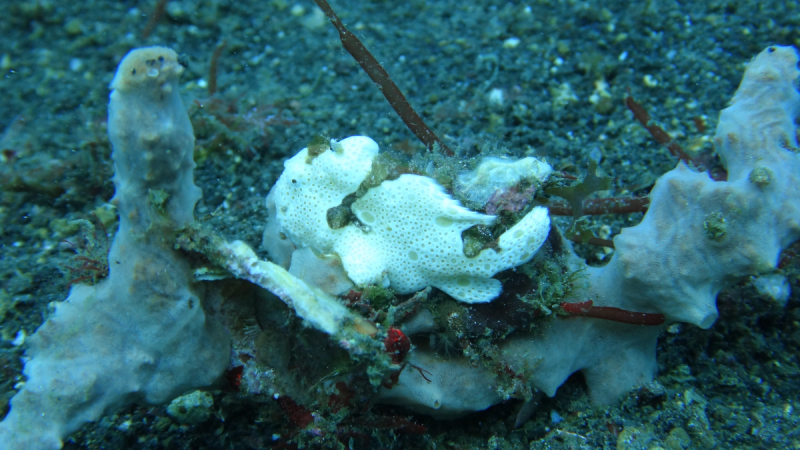 Lembeh, Bunaken дайвинг декабрь 2018 - январь 2019