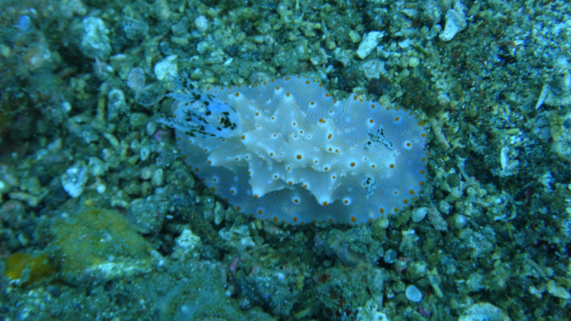 Lembeh, Bunaken дайвинг декабрь 2018 - январь 2019