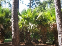 Другая планета - Австралия (конец мая-начало июня 2010).