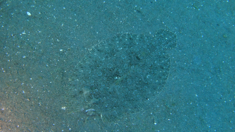 Lembeh, Bunaken дайвинг декабрь 2018 - январь 2019