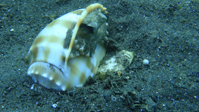 Lembeh, Bunaken дайвинг декабрь 2018 - январь 2019