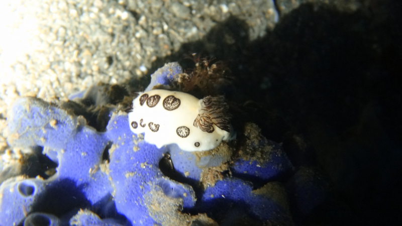 Lembeh, Bunaken дайвинг декабрь 2018 - январь 2019