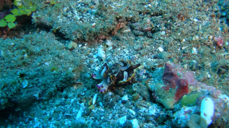 Lembeh, Bunaken дайвинг декабрь 2018 - январь 2019