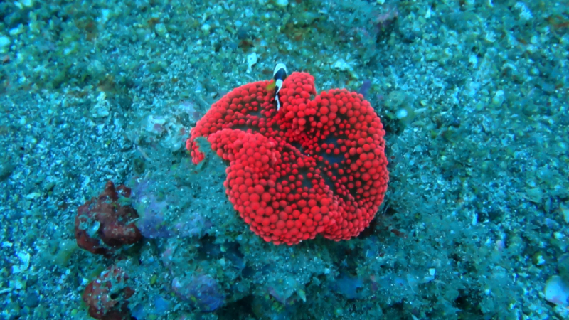 Lembeh, Bunaken дайвинг декабрь 2018 - январь 2019