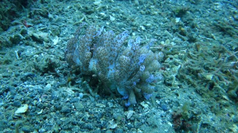 Lembeh, Bunaken дайвинг декабрь 2018 - январь 2019