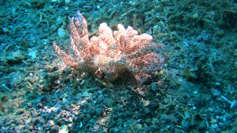 Lembeh, Bunaken дайвинг декабрь 2018 - январь 2019