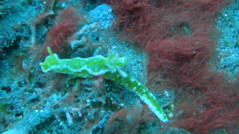 Lembeh, Bunaken дайвинг декабрь 2018 - январь 2019