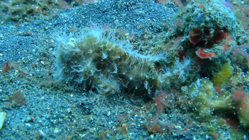 Lembeh, Bunaken дайвинг декабрь 2018 - январь 2019