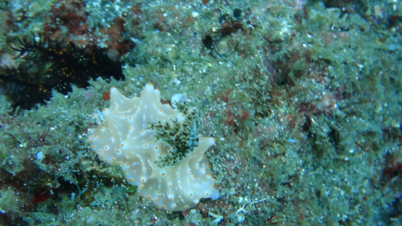 Lembeh, Bunaken дайвинг декабрь 2018 - январь 2019