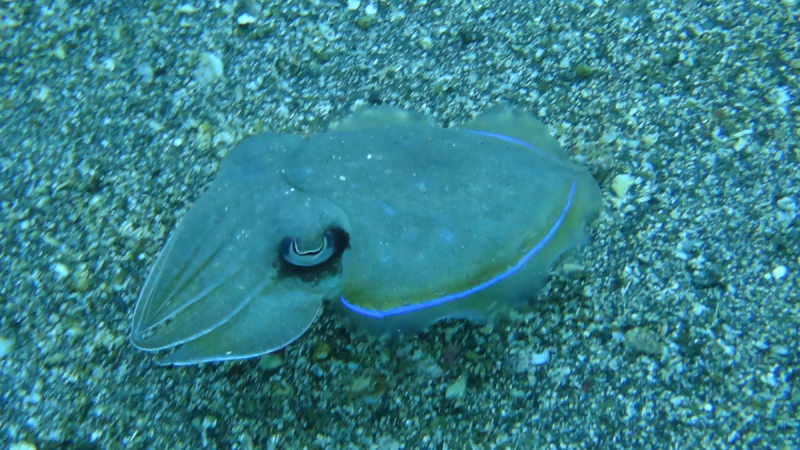 Lembeh, Bunaken дайвинг декабрь 2018 - январь 2019