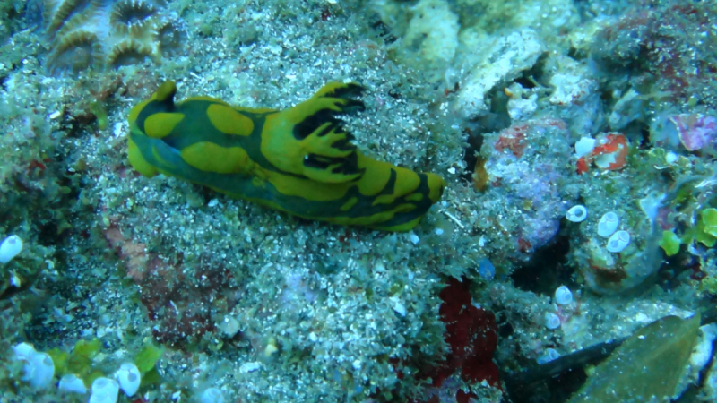 Lembeh, Bunaken дайвинг декабрь 2018 - январь 2019