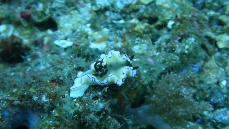 Lembeh, Bunaken дайвинг декабрь 2018 - январь 2019