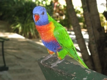 Другая планета - Австралия (конец мая-начало июня 2010).