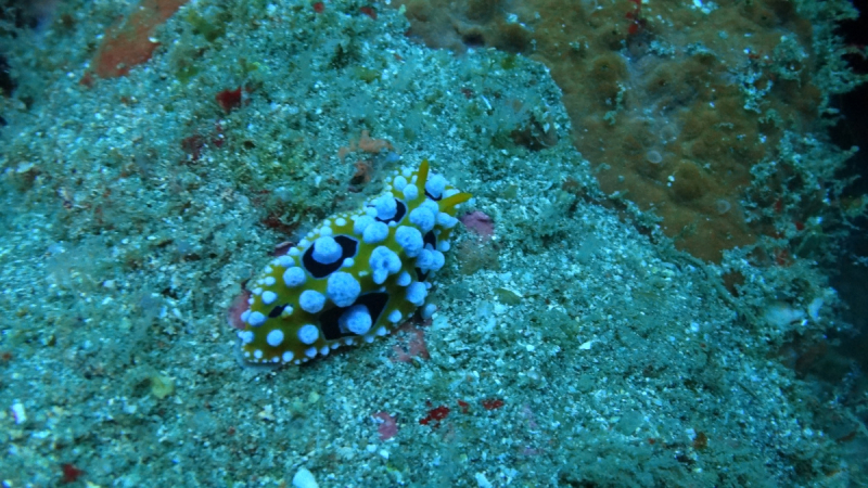 Lembeh, Bunaken дайвинг декабрь 2018 - январь 2019