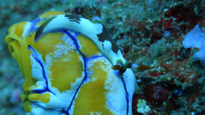 Lembeh, Bunaken дайвинг декабрь 2018 - январь 2019