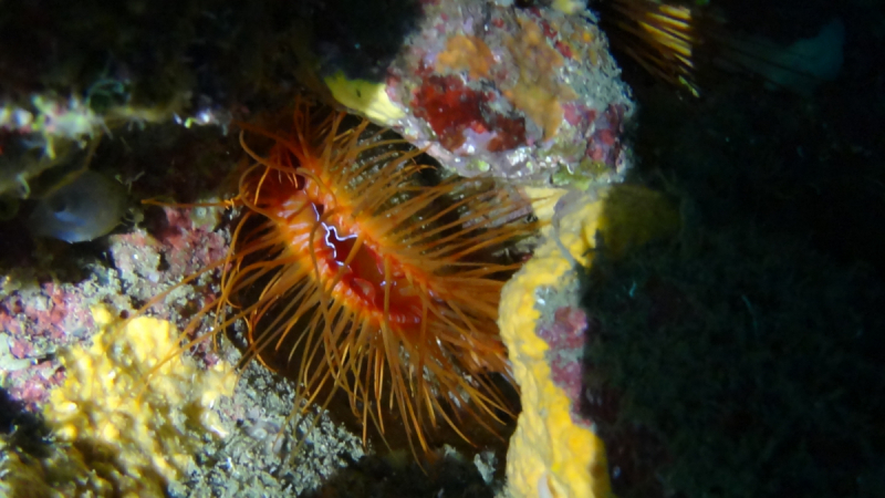 Lembeh, Bunaken дайвинг декабрь 2018 - январь 2019