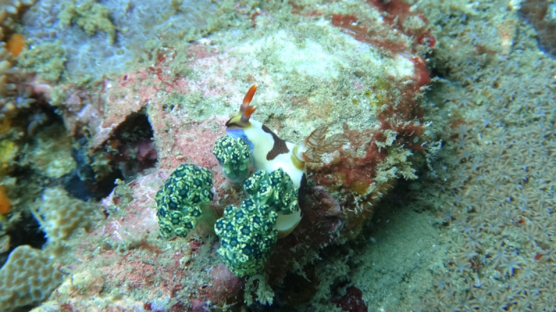 Lembeh, Bunaken дайвинг декабрь 2018 - январь 2019