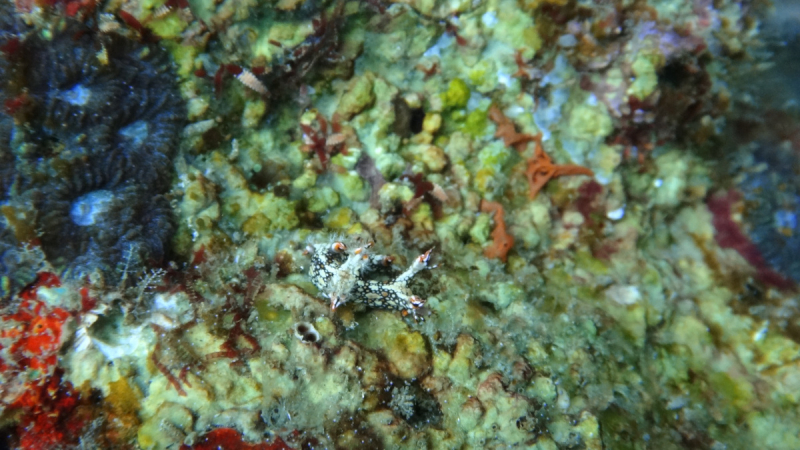 Lembeh, Bunaken дайвинг декабрь 2018 - январь 2019