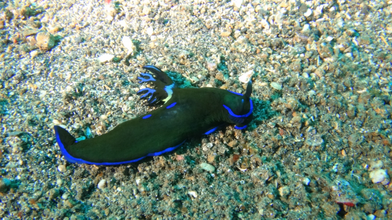 Lembeh, Bunaken дайвинг декабрь 2018 - январь 2019