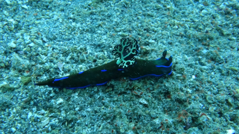 Lembeh, Bunaken дайвинг декабрь 2018 - январь 2019