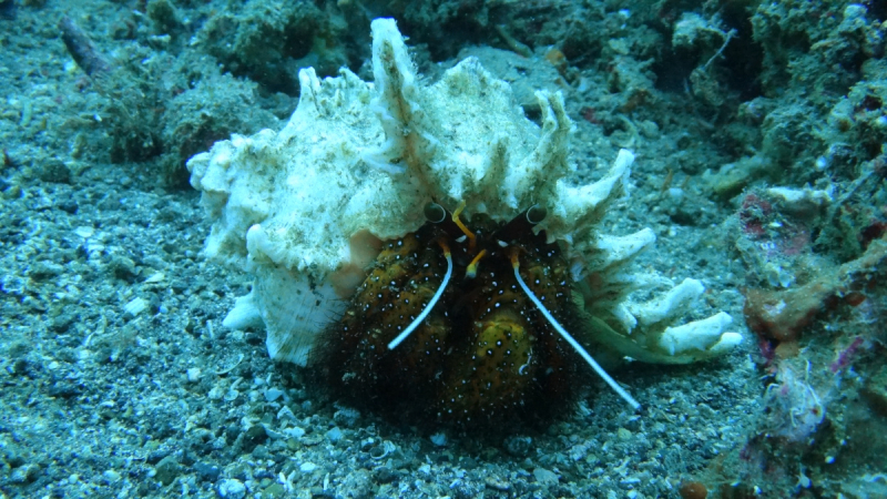 Lembeh, Bunaken дайвинг декабрь 2018 - январь 2019